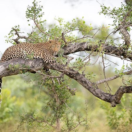Serondella Safari Lodge Thornybush Game Reserve Exterior photo