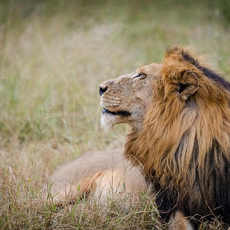 Serondella Safari Lodge Thornybush Game Reserve Exterior photo