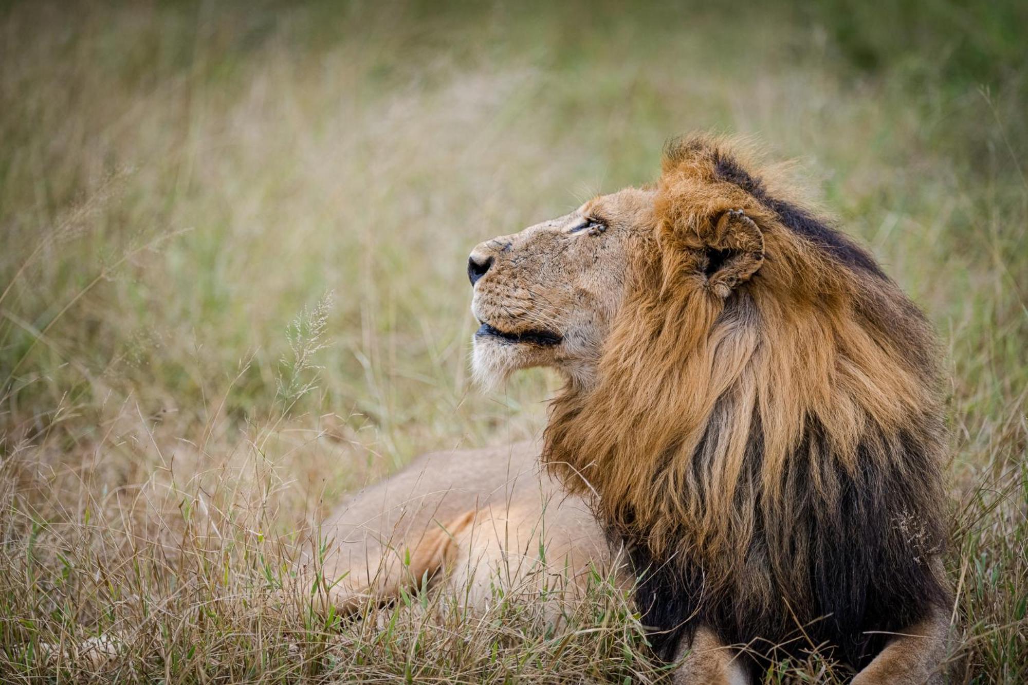 Serondella Safari Lodge Thornybush Game Reserve Exterior photo