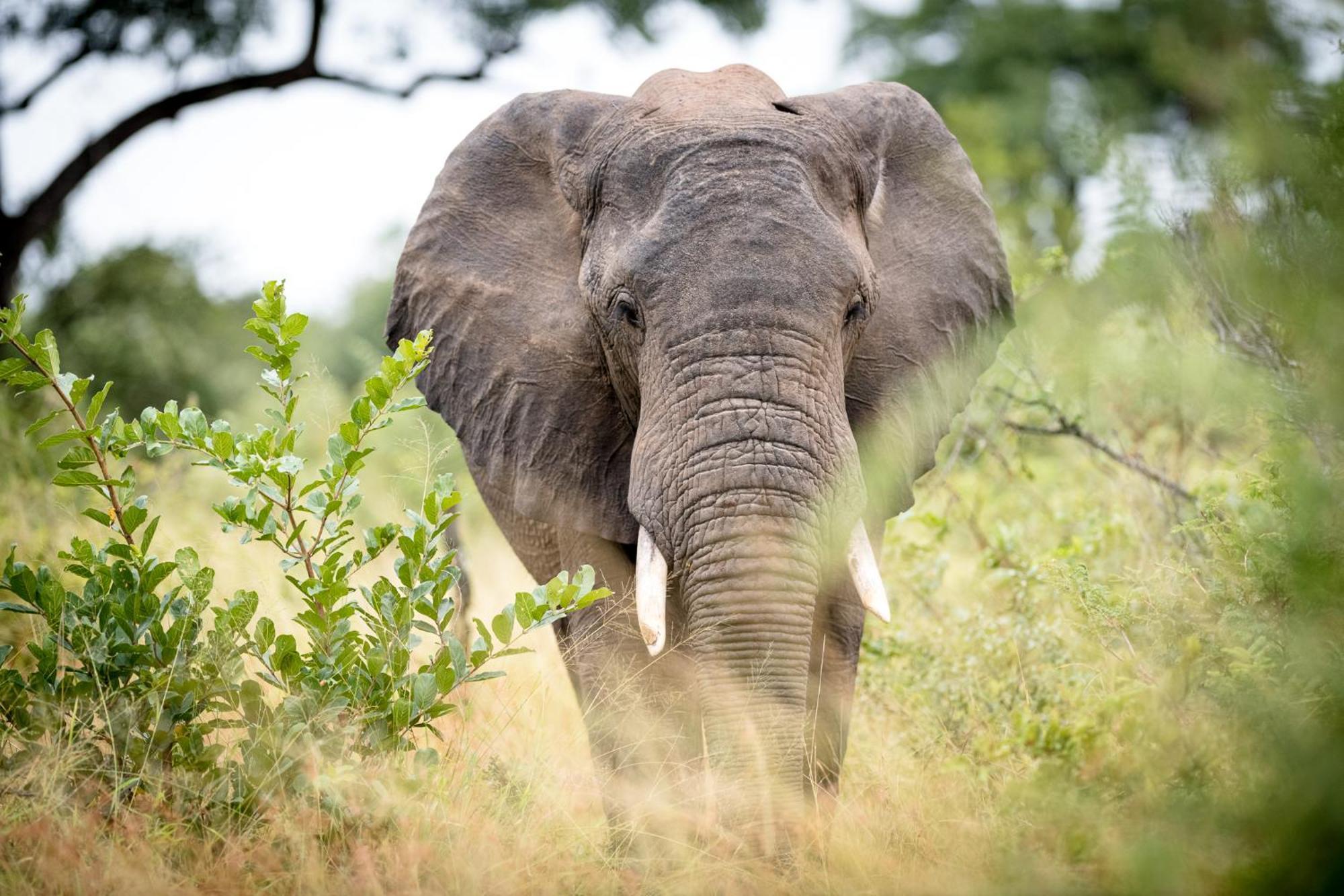 Serondella Safari Lodge Thornybush Game Reserve Exterior photo