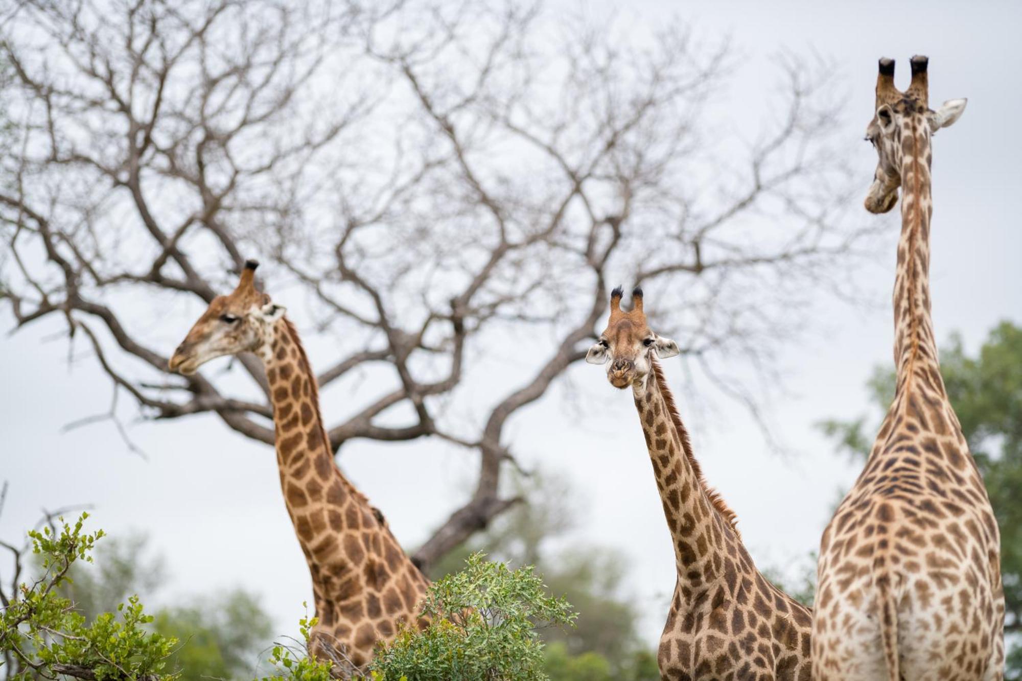 Serondella Safari Lodge Thornybush Game Reserve Exterior photo