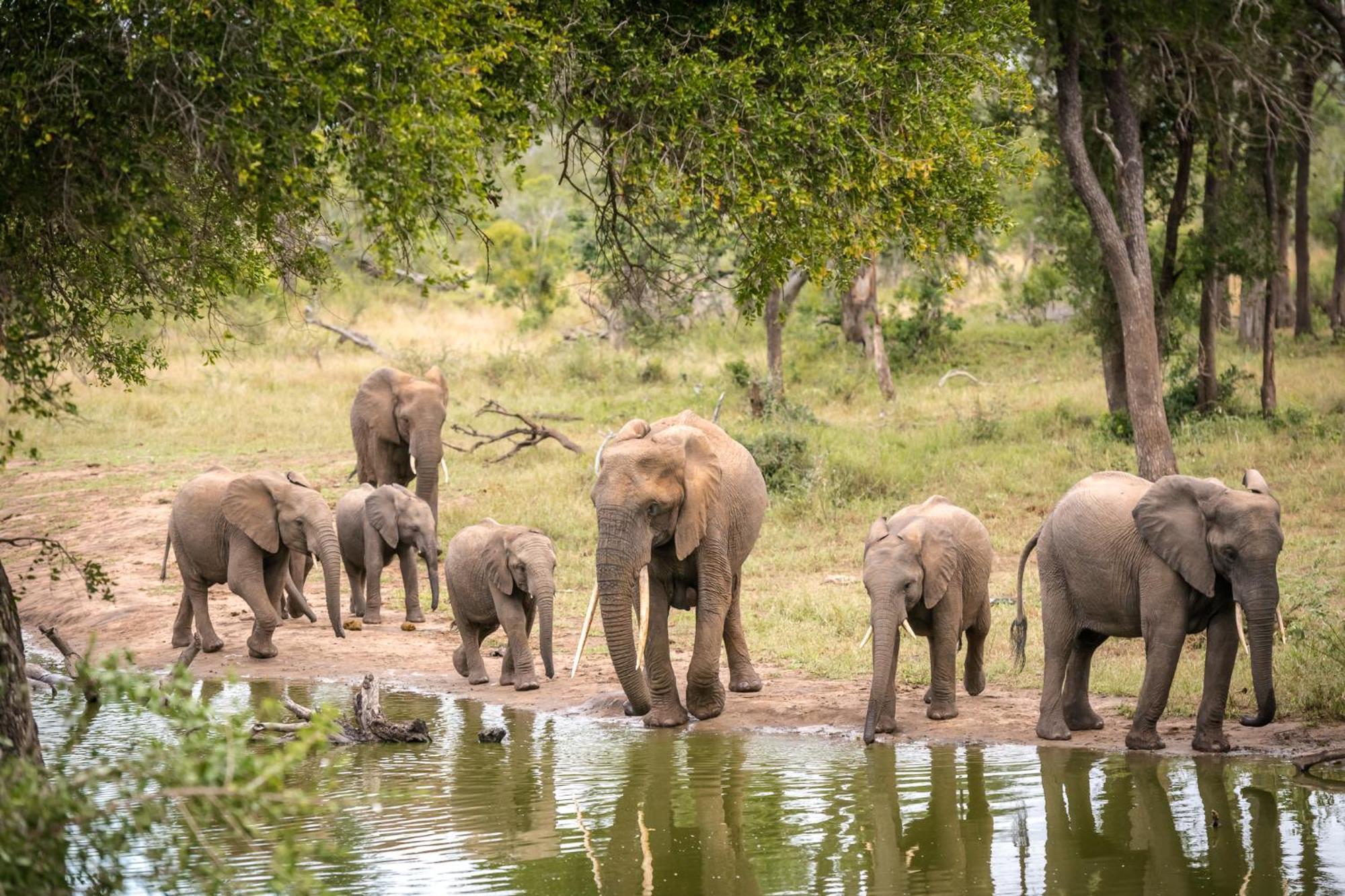 Serondella Game Lodge Thornybush Game Reserve Exterior photo